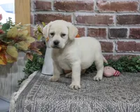 AKC Diamond, a female Labrador Retriever for sale in Syracuse, IN – 6 of 6