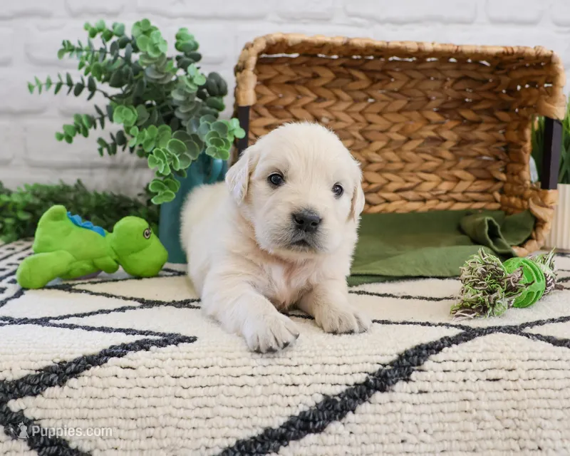AKC Colorado  – Golden Retriever puppy for sale in Syracuse, IN