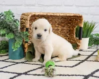 AKC Colorado , a male Golden Retriever for sale in Syracuse, IN – Photo 5 of 7