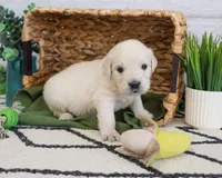 AKC Colorado , a male Golden Retriever for sale in Syracuse, IN – Photo 3 of 7