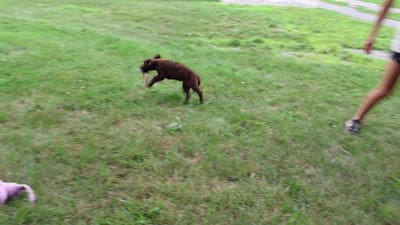 AKC Lillian, a female Labrador Retriever for sale in Syracuse, IN – 6 of 10