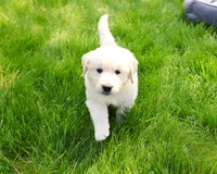 AKC Zachary , a male English Cream Golden Retriever for sale in Syracuse, IN – 5 of 7