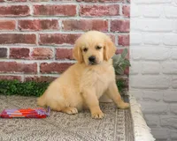 AKC Giana, a female Golden Retriever for sale in Syracuse, IN – 4 of 5