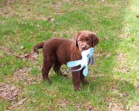 AKC Mac , a male Labrador Retriever for sale in Syracuse, IN – Photo 5 of 8