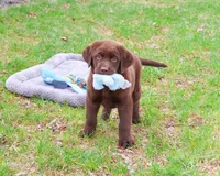 AKC Mac , a male Labrador Retriever for sale in Syracuse, IN – Photo 6 of 8