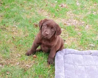 AKC Mac , a male Labrador Retriever for sale in Syracuse, IN – Photo 4 of 8