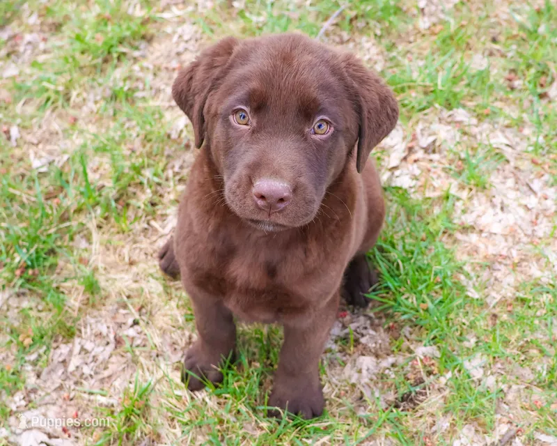 AKC Mac  – Labrador Retriever puppy for sale in Syracuse, IN
