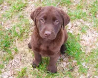 AKC Mac , a male Labrador Retriever for sale in Syracuse, IN – Photo 1 of 8