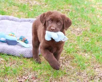 AKC Mac , a male Labrador Retriever for sale in Syracuse, IN – Photo 3 of 8
