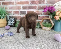 AKC Kit , a female Labrador Retriever for sale in Syracuse, IN – 2 of 3