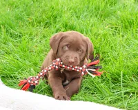 AKC Joel , a male Labrador Retriever for sale in Syracuse, IN – 5 of 8