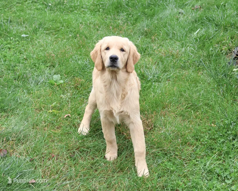 AKC Giana – Golden Retriever puppy for sale in Syracuse, IN