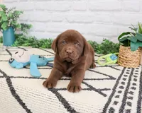 AKC Zazu, a male Labrador Retriever for sale in Syracuse, IN – 4 of 7