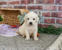 AKC Tori, a female English Cream Golden Retriever for sale in Syracuse, IN – 1 of 8