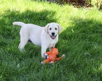 AKC Rodney, a male Labrador Retriever for sale in Syracuse, IN – 2 of 5