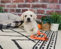 AKC Wilson , a male Labrador Retriever for sale in Syracuse, IN – 3 of 7