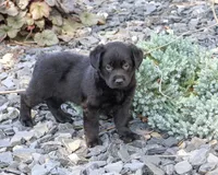 AKC Mowgli, a male Labrador Retriever for sale in Syracuse, IN – 4 of 5
