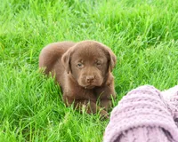 AKC Zoey, a female Labrador Retriever for sale in Syracuse, IN – 2 of 7