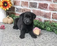 AKC Sapphire, a female Labrador Retriever for sale in Syracuse, IN – 1 of 5