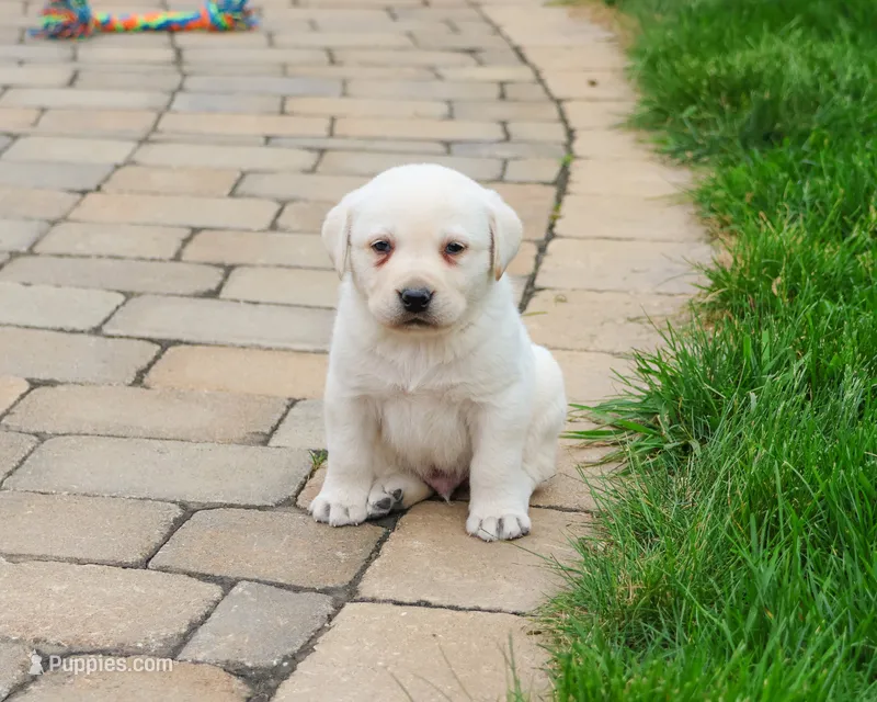 AKC Captain  – Labrador Retriever puppy for sale in Syracuse, IN