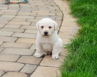 AKC Captain , a male Labrador Retriever for sale in Syracuse, IN – 1 of 8