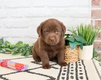 AKC Skye, a female Labrador Retriever for sale in Syracuse, IN – 2 of 7