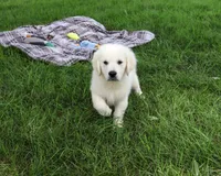 AKC Turbo, a male English Cream Golden Retriever for sale in Syracuse, IN – 4 of 9