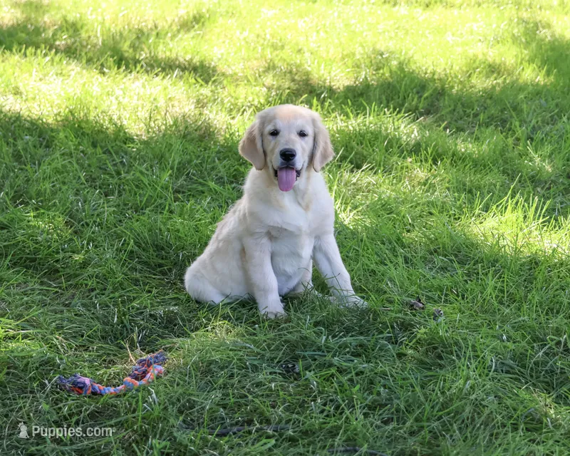 AKC Gwenn – Golden Retriever puppy for sale in Syracuse, IN
