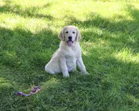AKC Gwenn, a female Golden Retriever for sale in Syracuse, IN – 1 of 8
