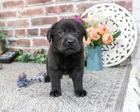AKC Estelle, a female Labrador Retriever for sale in Syracuse, IN – 4 of 6
