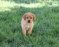 AKC Cassidy, a female Labrador Retriever for sale in Syracuse, IN – 2 of 5