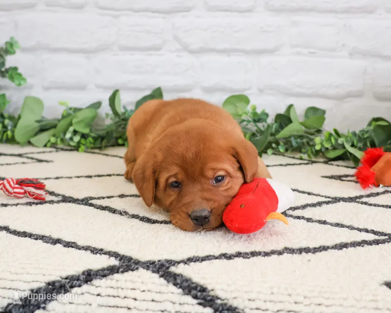 AKC Rebel – Labrador Retriever puppy for sale in Syracuse, IN