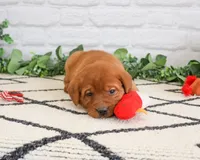 AKC Rebel, a male Labrador Retriever for sale in Syracuse, IN – 1 of 6
