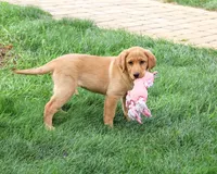 AKC Cristina, a female Labrador Retriever for sale in Syracuse, IN – 5 of 6
