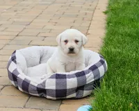 AKC Captain , a male Labrador Retriever for sale in Syracuse, IN – 2 of 8