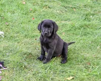 AKC Evangaline, a female Labrador Retriever for sale in Syracuse, IN – 3 of 10
