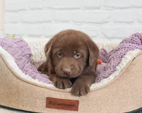 AKC Lulu, a female Labrador Retriever for sale in Syracuse, IN – 1 of 6