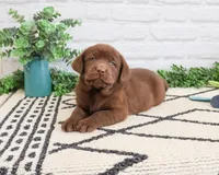 AKC Zazu, a male Labrador Retriever for sale in Syracuse, IN – 5 of 7