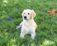 AKC Gilbert, a male Golden Retriever for sale in Syracuse, IN – 5 of 10