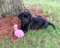 AKC Evangaline, a female Labrador Retriever for sale in Syracuse, IN – 4 of 10