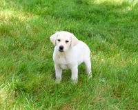 AKC Perseus, a male Labrador Retriever for sale in Syracuse, IN – 3 of 10
