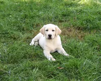 AKC Bubbles, a female Labrador Retriever for sale in Syracuse, IN – 3 of 7