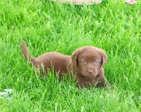 AKC Myra , a female Labrador Retriever for sale in Syracuse, IN – 3 of 8