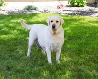 Trixie , a female Labrador Retriever for sale in Syracuse, IN – 3 of 4