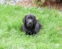 AKC Max, a male Labrador Retriever for sale in Syracuse, IN – 3 of 10