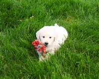 AKC Henry , a male English Cream Golden Retriever for sale in Syracuse, IN – 5 of 7