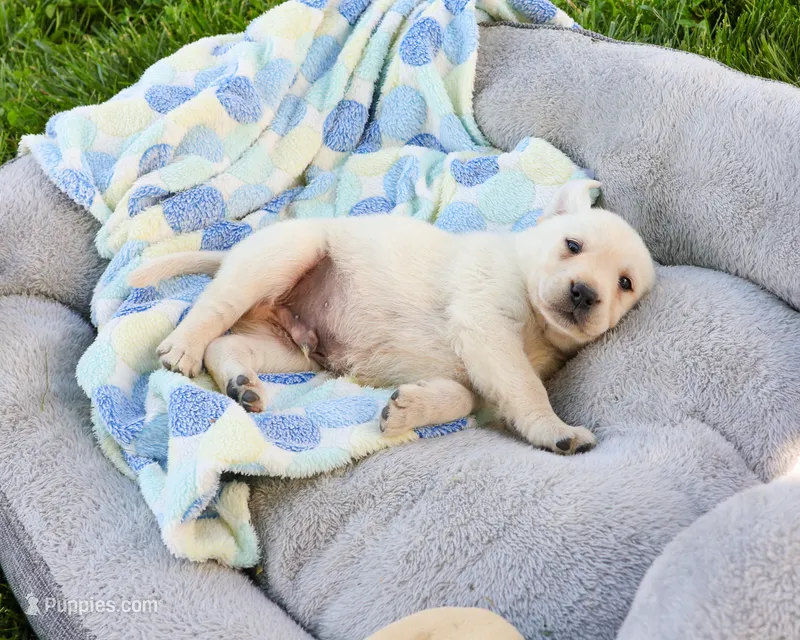AKC Philbert  – Labrador Retriever puppy for sale in Syracuse, IN