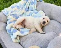 AKC Philbert , a male Labrador Retriever for sale in Syracuse, IN – 1 of 6