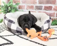 AKC Magneto , a male Labrador Retriever for sale in Syracuse, IN – 2 of 7