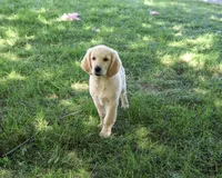 AKC Giana, a female Golden Retriever for sale in Syracuse, IN – 4 of 10